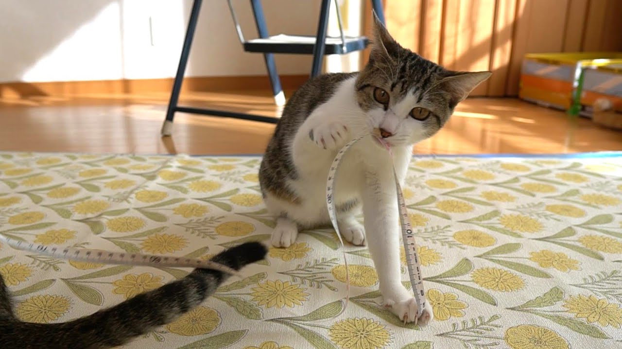 猫たちと一緒に部屋の大掃除と模様替えをする日常 - YouTube