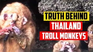 What Are They? Thailand Troll Monkeys Explained