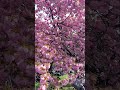 cherry blossom #paris #photography #spring #flowers #sunnyday #cherry!!