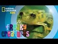 Glass Frog Behavior and Adaptations