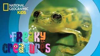 Ninja Frog Kicks Bugs  | Freaky Creatures