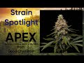 Apex  strain spotlight  special spotlight