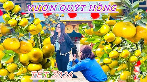 Du Lịch Đồng Tháp lần đầu tham quan vườn quýt hồng Lai vung siêu trái đón Tết 2026 | DBMTV 