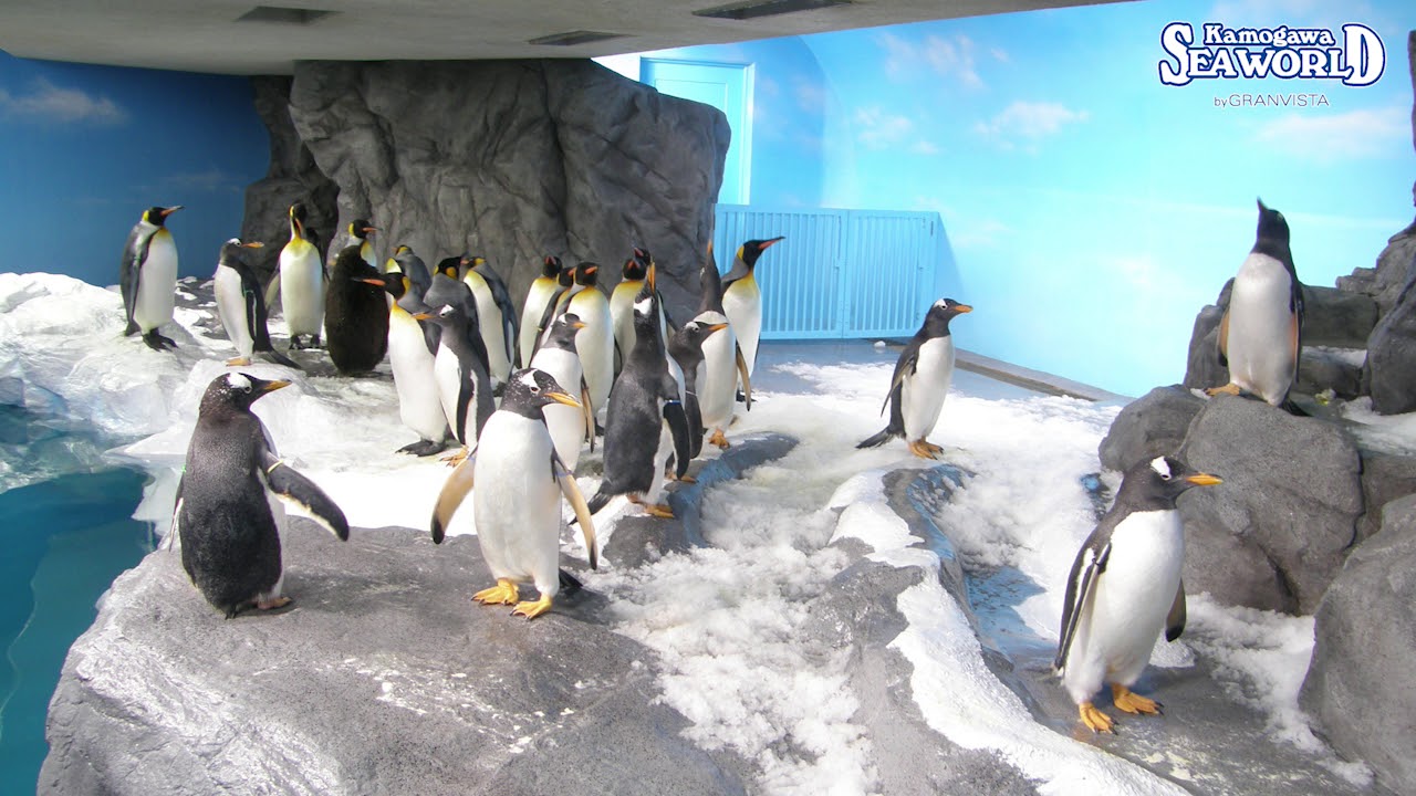 イワトビペンギンのいる動物園水族館は 飼育展示施設とイワトビペンギン情報まとめ アリエスコム Ariescom