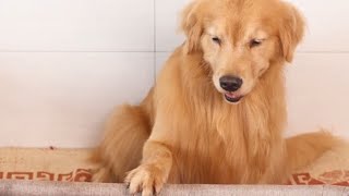 Golden Retriever Luhu：My daily life (extended version)🤭#dog #puppy #pet #cutedog