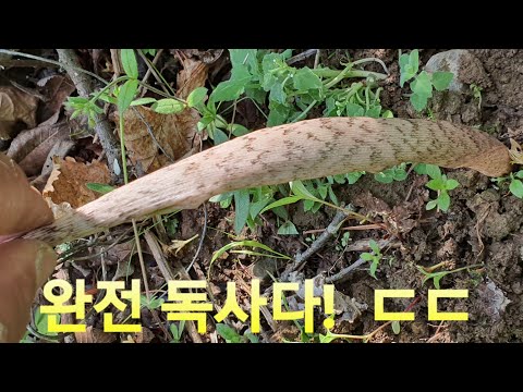<strong>독사가</strong> 땅파고 급히 들어가는 형상 처음엔 놀랐다 맹독 식물의 생존법