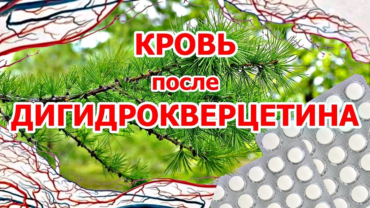 Кровь после дигидрокверцетина