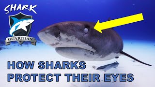 Shark Anatomy   How sharks protect their eyes