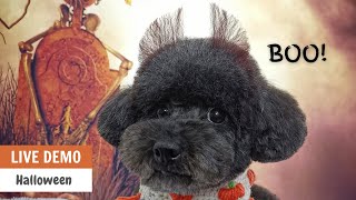 Halloween Special Live Poodle Grooming Tutorial | ASIAN CUTE DOGS