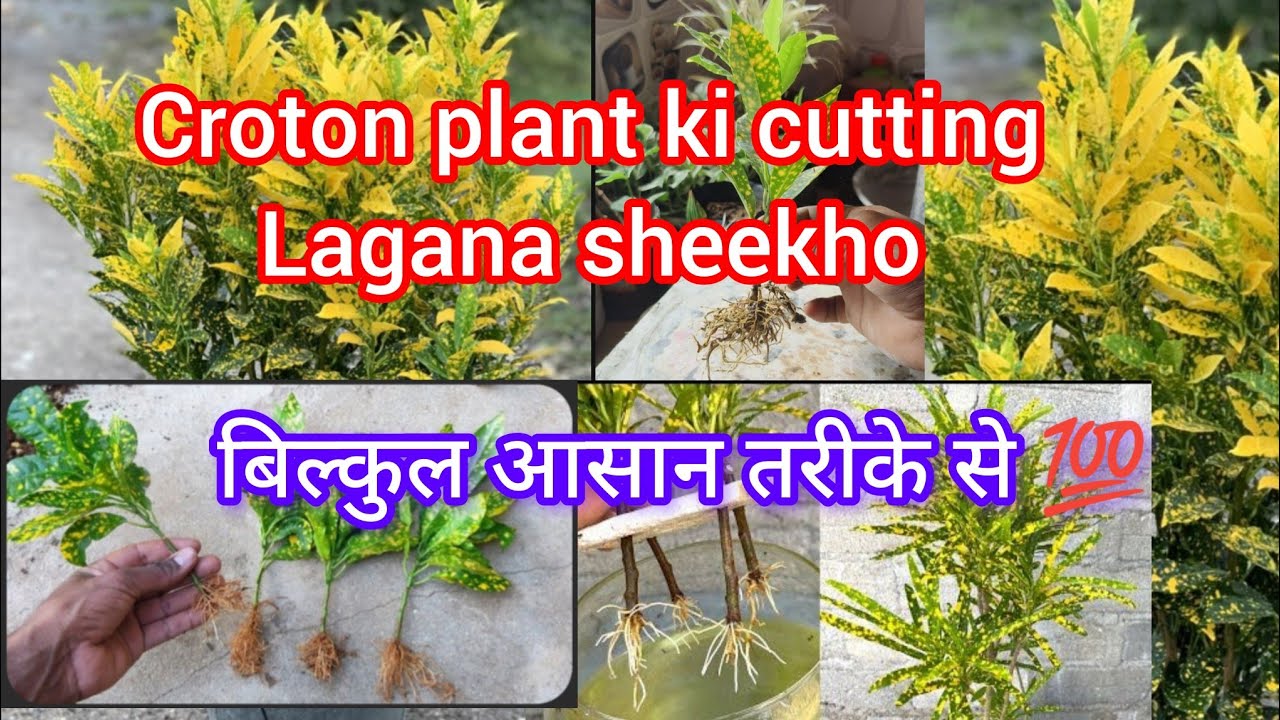 Croton plant ki cutting kese lagaye 🤔 how to grow croton from cutting #garden #viralvideo