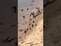 red wattled lapwing birds neutral voice mind relaxation sound captured nature's beutifull vibes