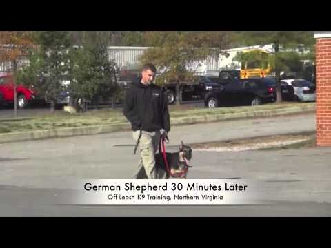 german-shepherd-heeling-before/after-video!-heeling-on-leash-northern-virginia