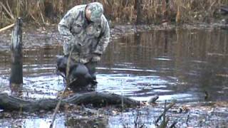 Beaver Trapped