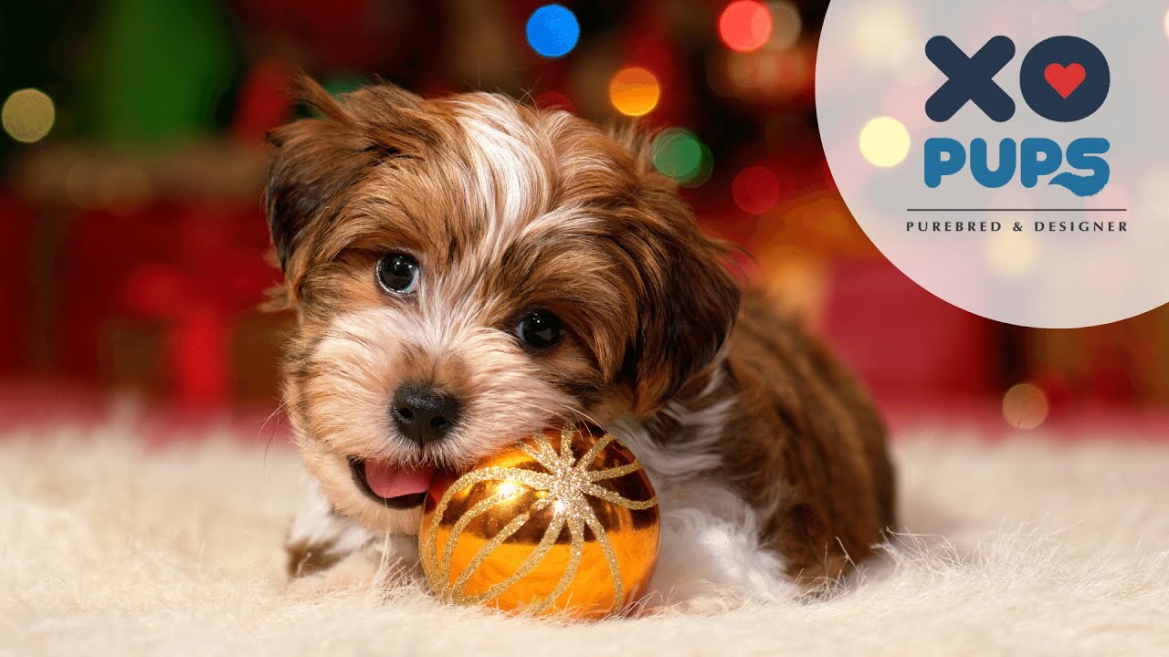 🎁  The Best Holiday Happiness Comes In Furry Packages