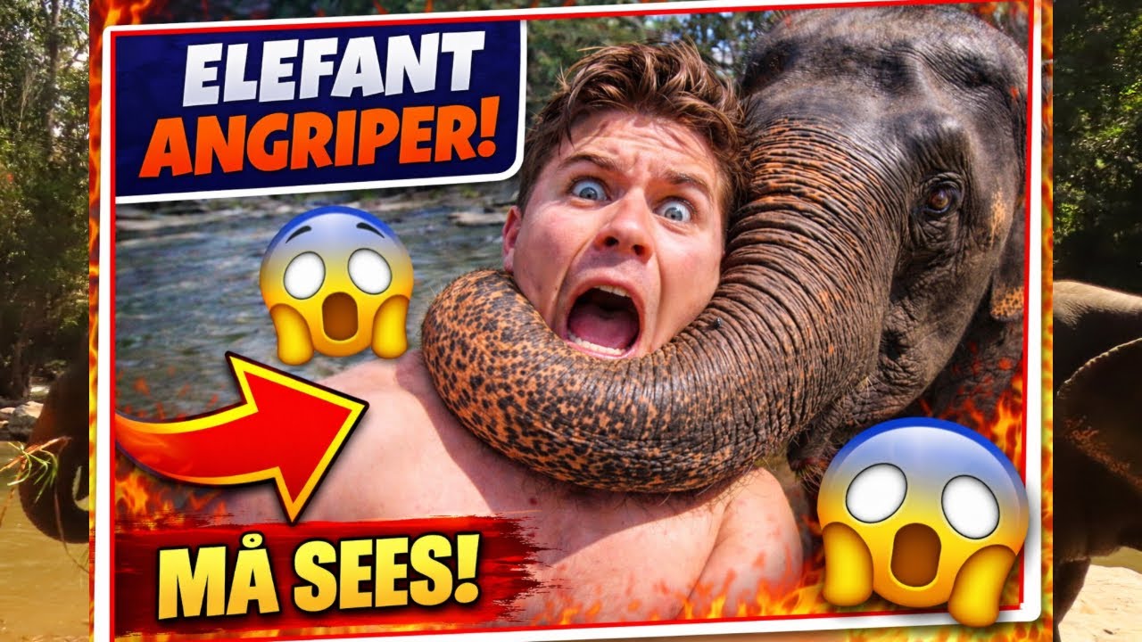 En dag med elefanter