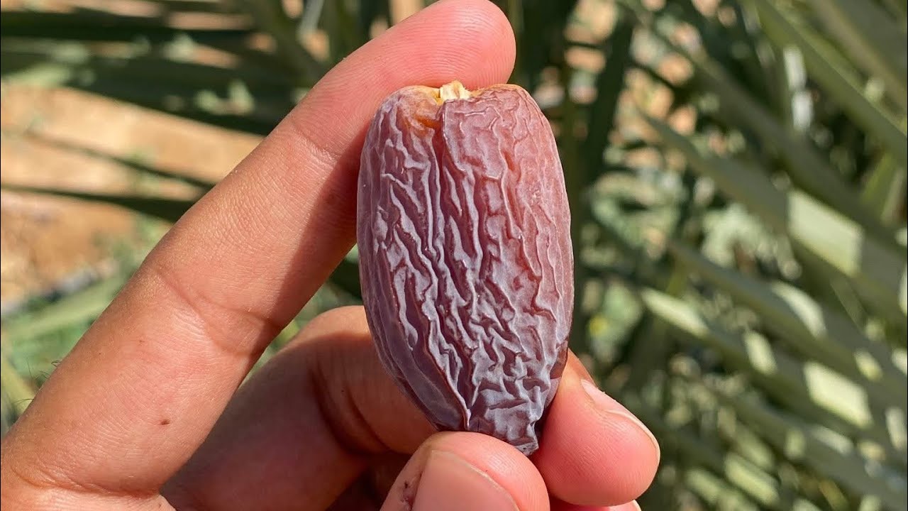 الإنتاج الحقيقي لفدان المجدول وهل فدان واحد هيخليك مليونير ؟ تعالوا نشوف 