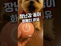 댕냥이 스매트 점프볼 장난감 #강아지용품 #강아지산책 #고양이용품