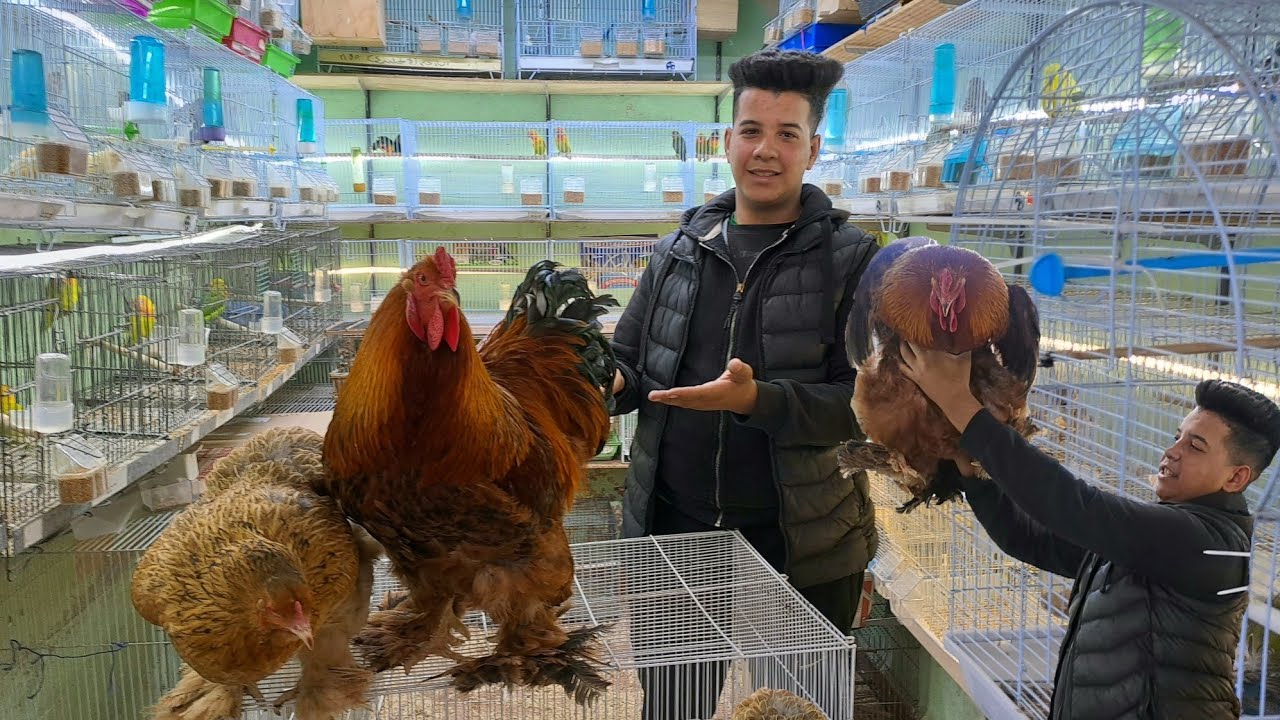 سوق العيون بالدار البيضاء 🇲🇦2024زيارة عند نبيل مع الجديد  زويجات مستلزمات الطيور والخير موجود.....