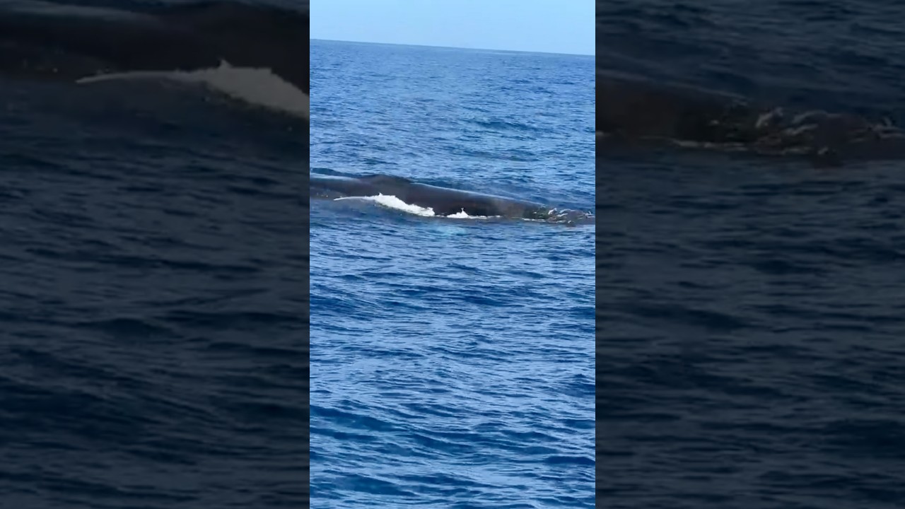 🌊 A Giant Surprise in Morro Jable! 🐋✨ #whales #tour #fuerteventura