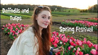 Spring Festival 🌹TULIPS & DAFFODILS Burnside Farms🌹