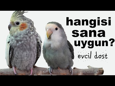 Video: Pionus Papağanınızı Beslemek ve Egzersiz Yapmak