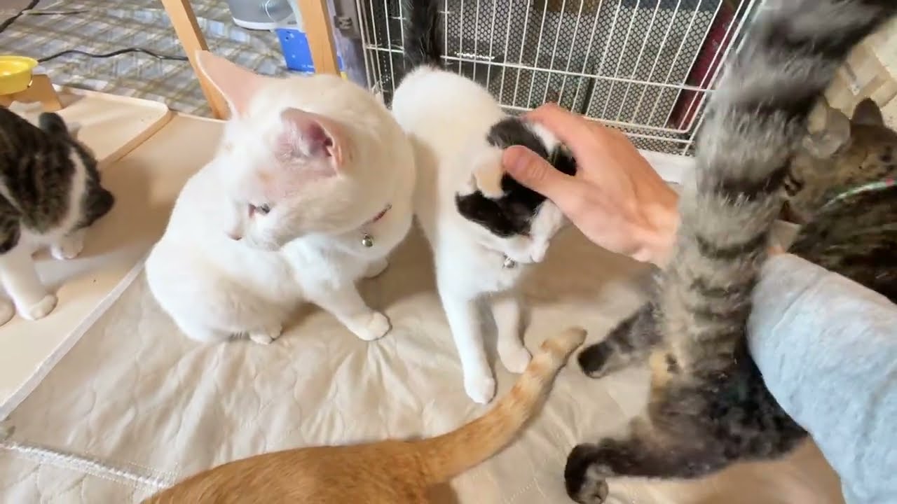 ねこもち。◎お急ぎ1週間 4/5 猫たちが元気で忙しい朝ごはん【26年5月28日その2】 - YouTube