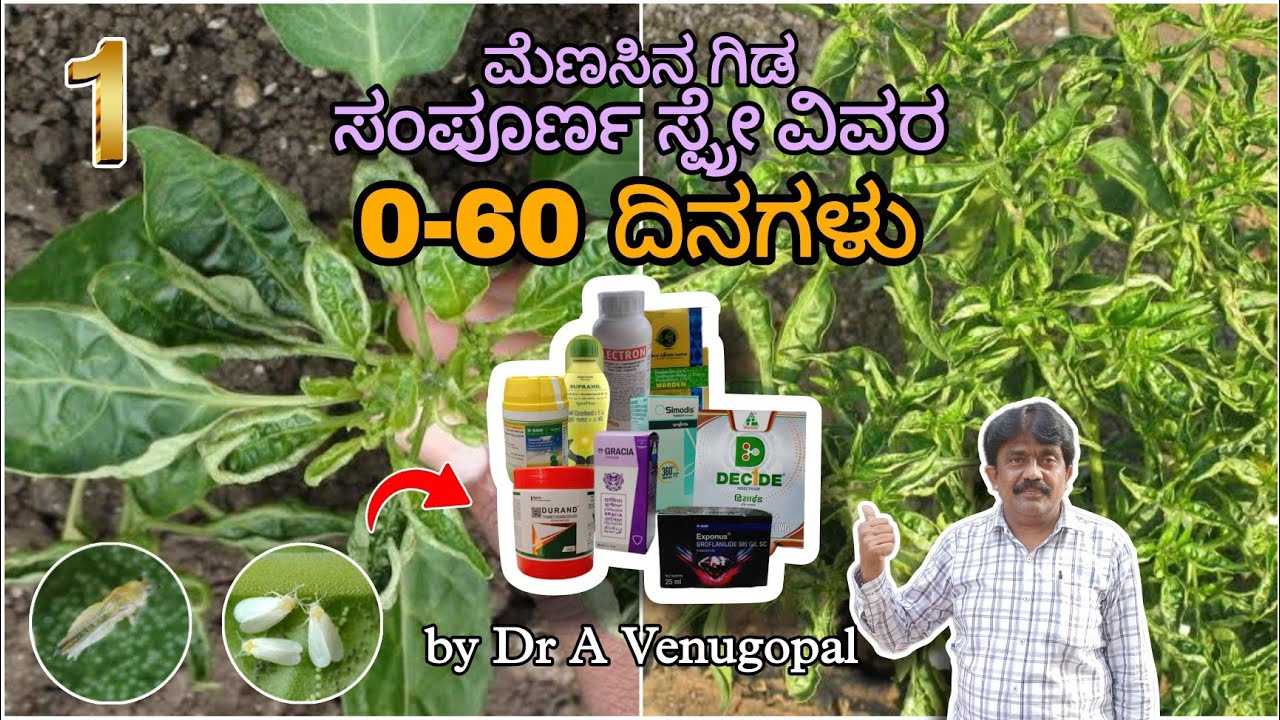 0-60 days chilli Spray Schedule by Dr A Venugopal | ಯಾವ ಹಂತದಲ್ಲಿ ಯಾವುದು ಸ್ಪ್ರೇ ಮಾಡುವುದು,ಸಂಪೂರ್ಣ ವಿವರ