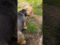 Charlie's LAND
