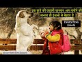 Hearty Paws (2006) Movie Explain Hindi/Urdu | For the people who wonder why people love dogs| हिन्दी
