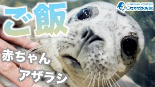 ゴマフアザラシの赤ちゃん～ご飯編～＠しながわ水族館