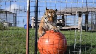 Meet the locals of the Turpentine Creek Wildlife Refuge!