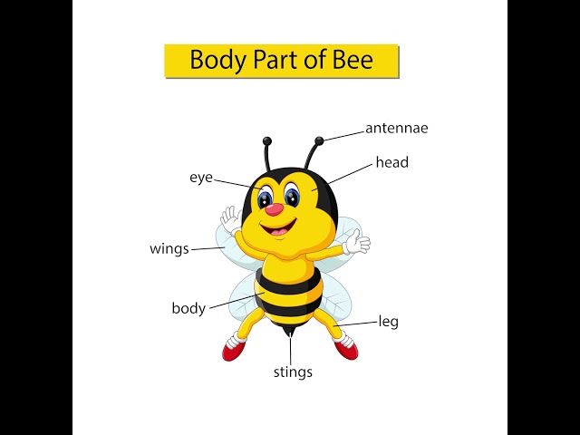 Insect body parts diagram