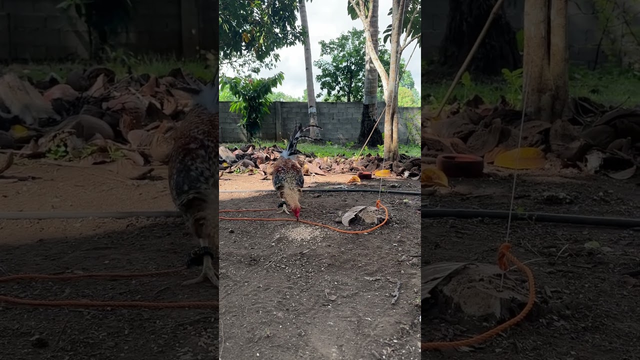 Pair Art Lopez Blood line