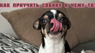 видео: КАК ПРИУЧИТЬ СОБАКУ К ЧЕМУ-ТО?ВОЛЬЕР ЭТО НЕ КЛЕТКА!МНЕНИЕ О РАЗНЫХ МЕТОДАХ ВОСПИТАНИЯ СОБАК.Чихуахуа картинка: КАК ПРИУЧИТЬ СОБАКУ К ЧЕМУ-ТО?ВОЛЬЕР ЭТО НЕ КЛЕТКА!МНЕНИЕ О РАЗНЫХ МЕТОДАХ ВОСПИТАНИЯ СОБАК.Чихуахуа
