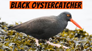 Learn This Bird! - The Black Oystercatcher