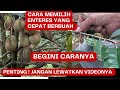 RAHASIA PEMILIHAN ENTRES DI BALIK DURIAN BERBUAH PENDEK.Bagian 1