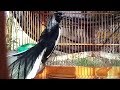 Menikmati Suara Burung Kacer Sambil Minum Segelas Kopi Hangat Di Pagi Hari Omkicau(.mp3 .mp4) Mp3 - Mp4 Download