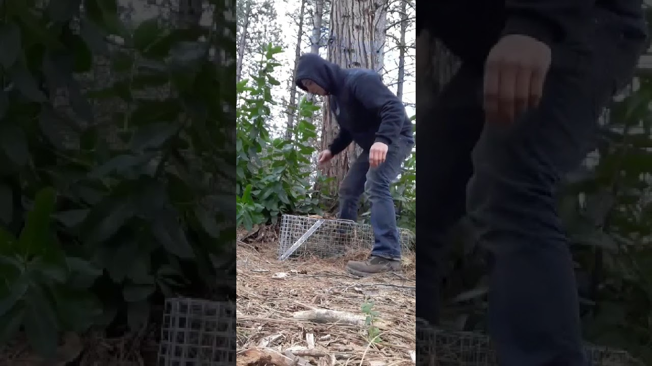 catching a fox in a live trap