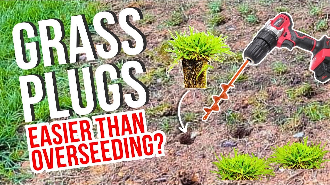 Zoysia Grass Plugs vs Overseeding: Which is Easier? - YouTube