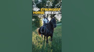 💪🐴 Top Strongest Horse Breeds | Unleashing Power and Beauty! 🏋️‍♀️🏇