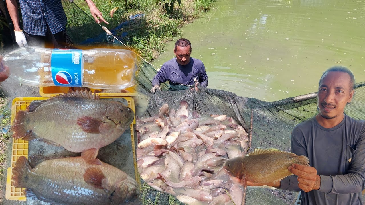 สุดยอดปลาหมอ!!ปลาหมอบังอารีสายพันธุ์นี้ยักษ์ใหญ่..กินน้อยโตไวจับขายได้เร็ว