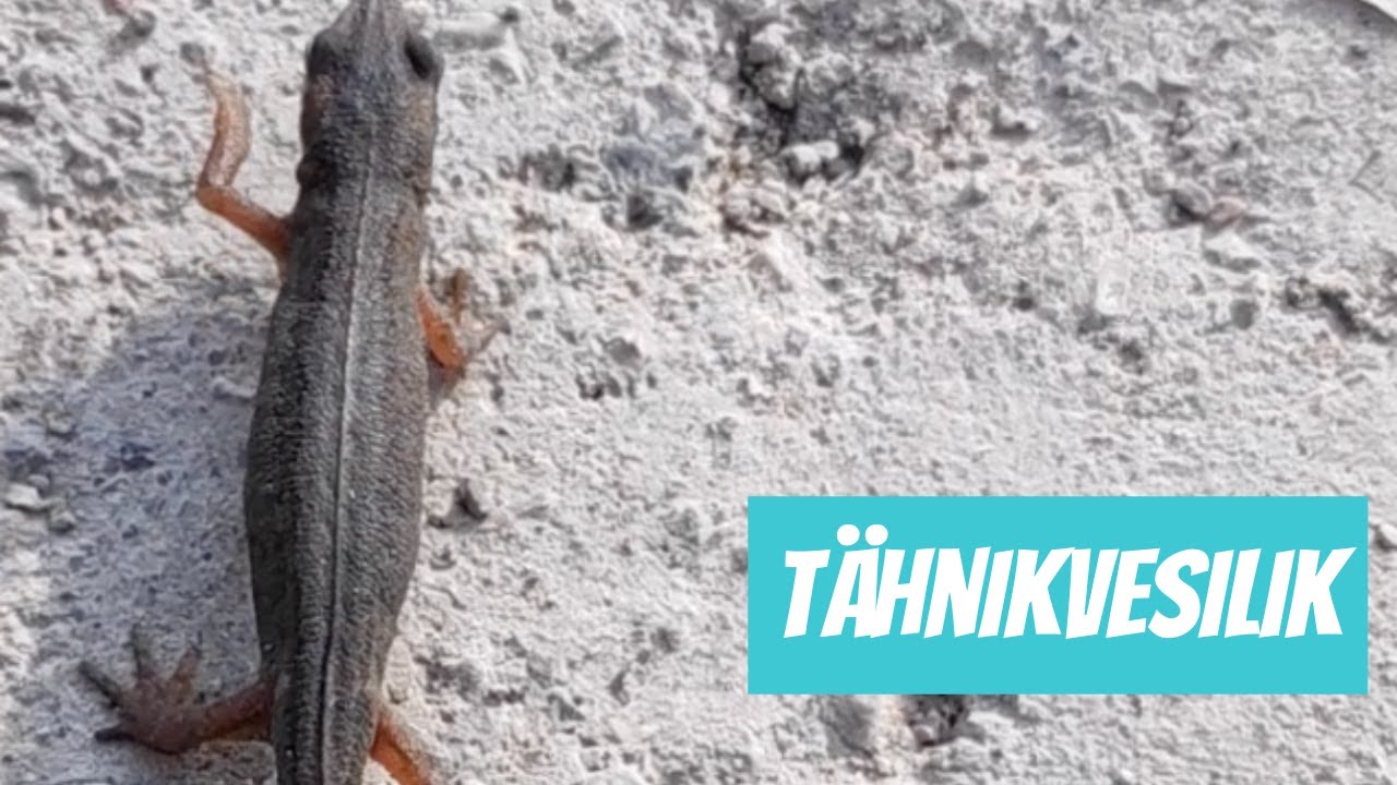 Tähnikvesilik (Triturus vulgaris; Smooth newt) | 