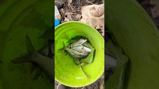 മീനിന്റെ ചാകര 😂😂 #shotrs #fishing @mrsupermenon