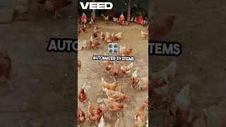 Start Your AI Chicken Farm in 2025 | Low-Cost, High-Profit Poultry Business for Beginners