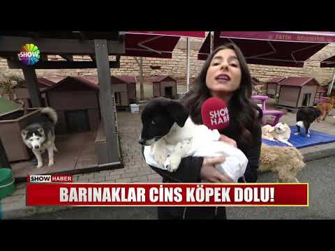 Video: Op-Ed: Neden bir isimsiz köpek bir tavuk öldürmek için onun hayatını kaybetti önemlidir