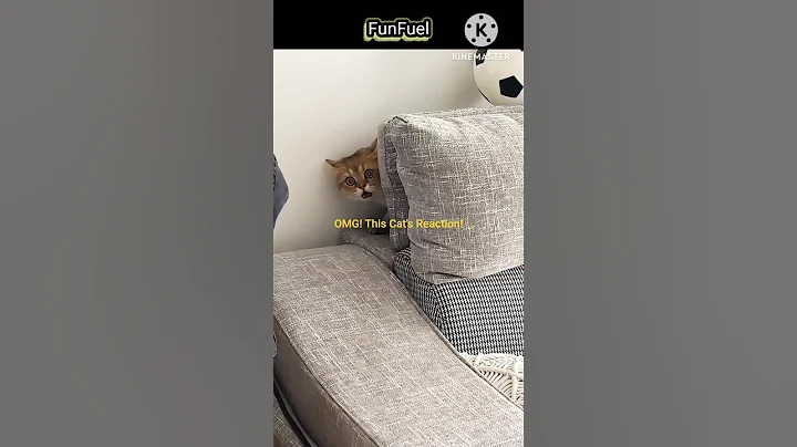 Video 9810751: funnycat cutecat animal, hilarious cat's reaction, funnycats cute animals, funny feline