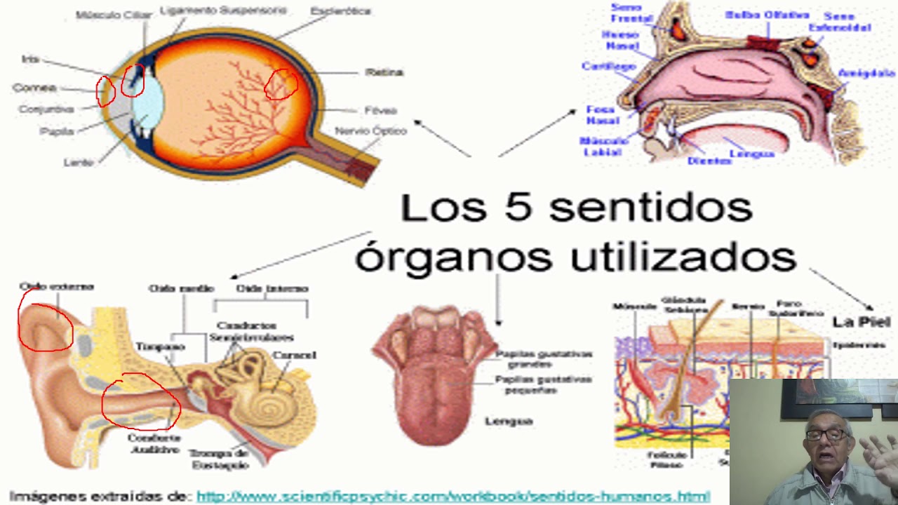 5° Grado Ciencia y Tecnología Los Órganos de los Sentidos - YouTube