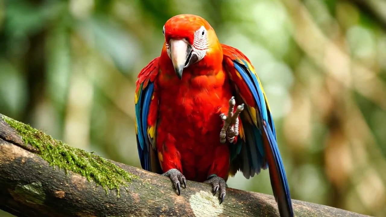 LIVE 🌙 Night Forest ASMR Stream with Gentle Birds and River Sounds for Sleep and Stress Relief|