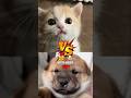 Who's the Cutest 🐱vs🐶 #kitten #puppy #animals #facts #shorts