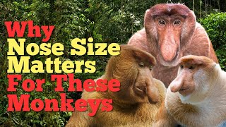 The Mystery of the Proboscis Monkey’s Big Nose – What’s It For?